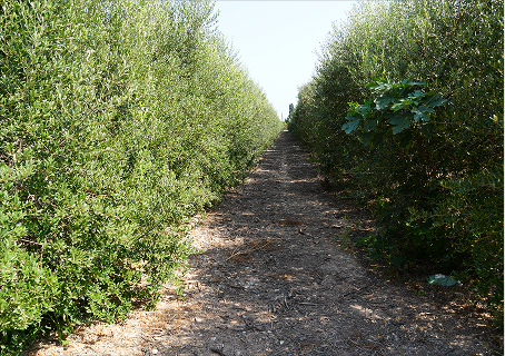 Aceite filtrado y sin filtrar